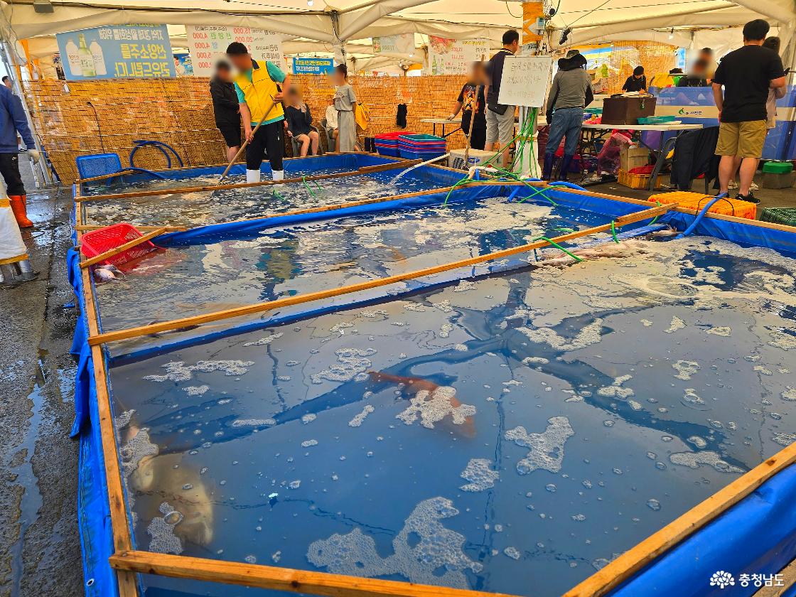 서천 광어도미축제 활어 보관 수조 모습과 구매장 내부 풍경.