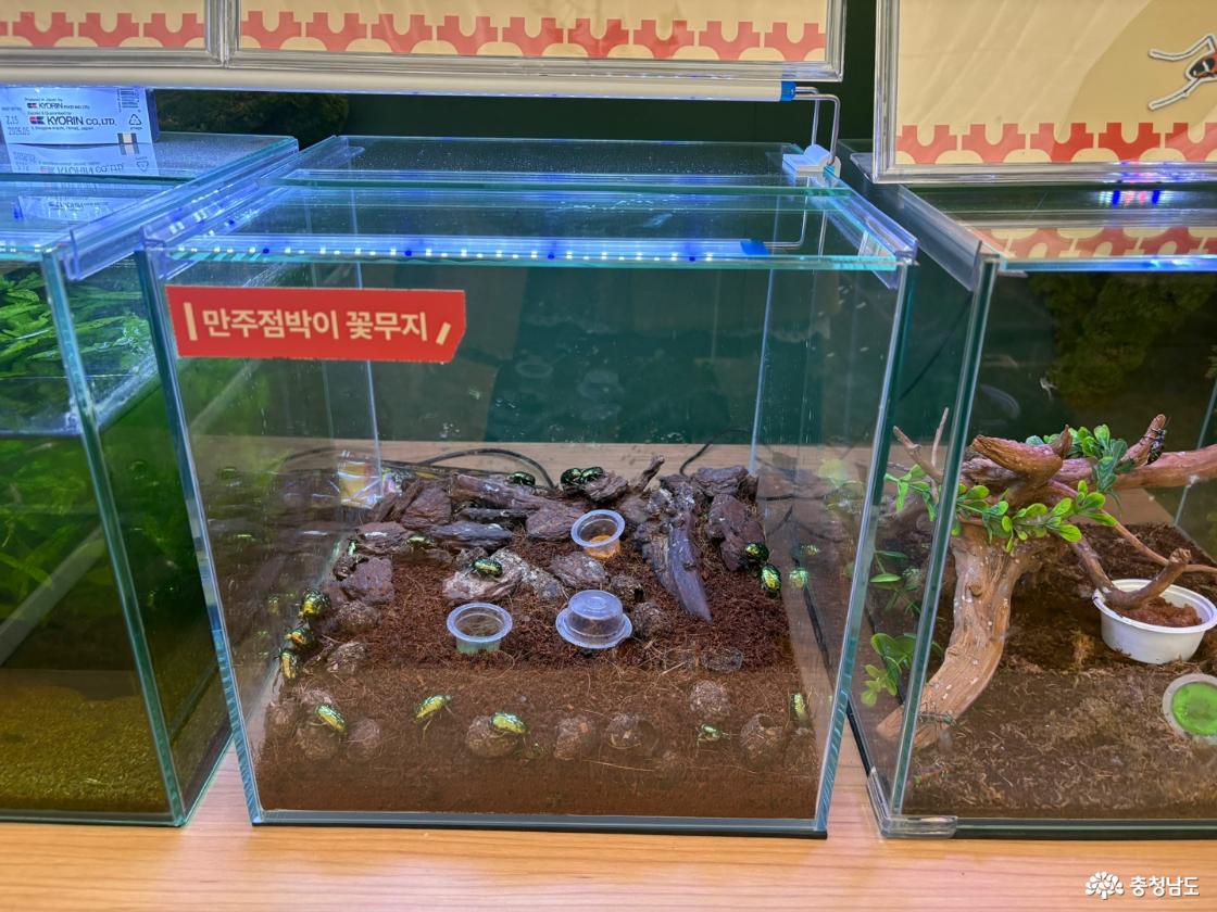곤충 전시