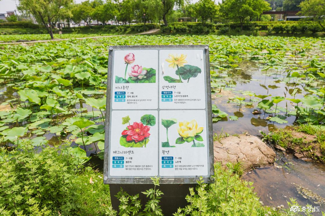 연꽃안내문