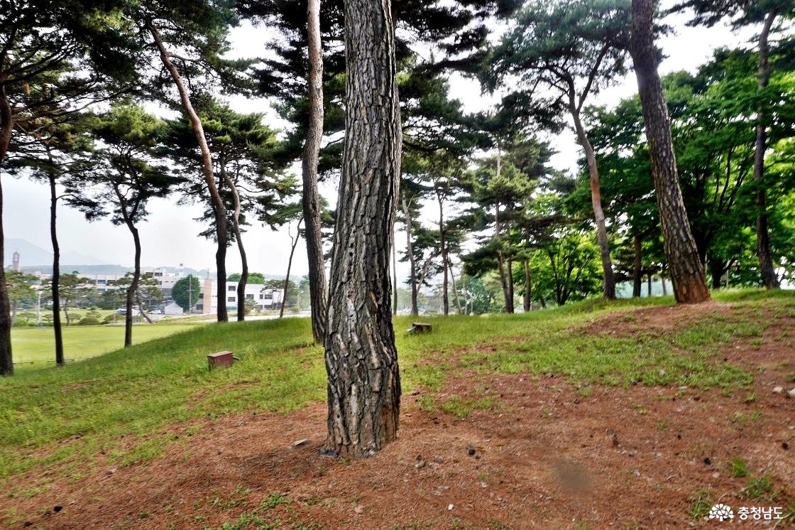 홍주성 안 소나무군락
