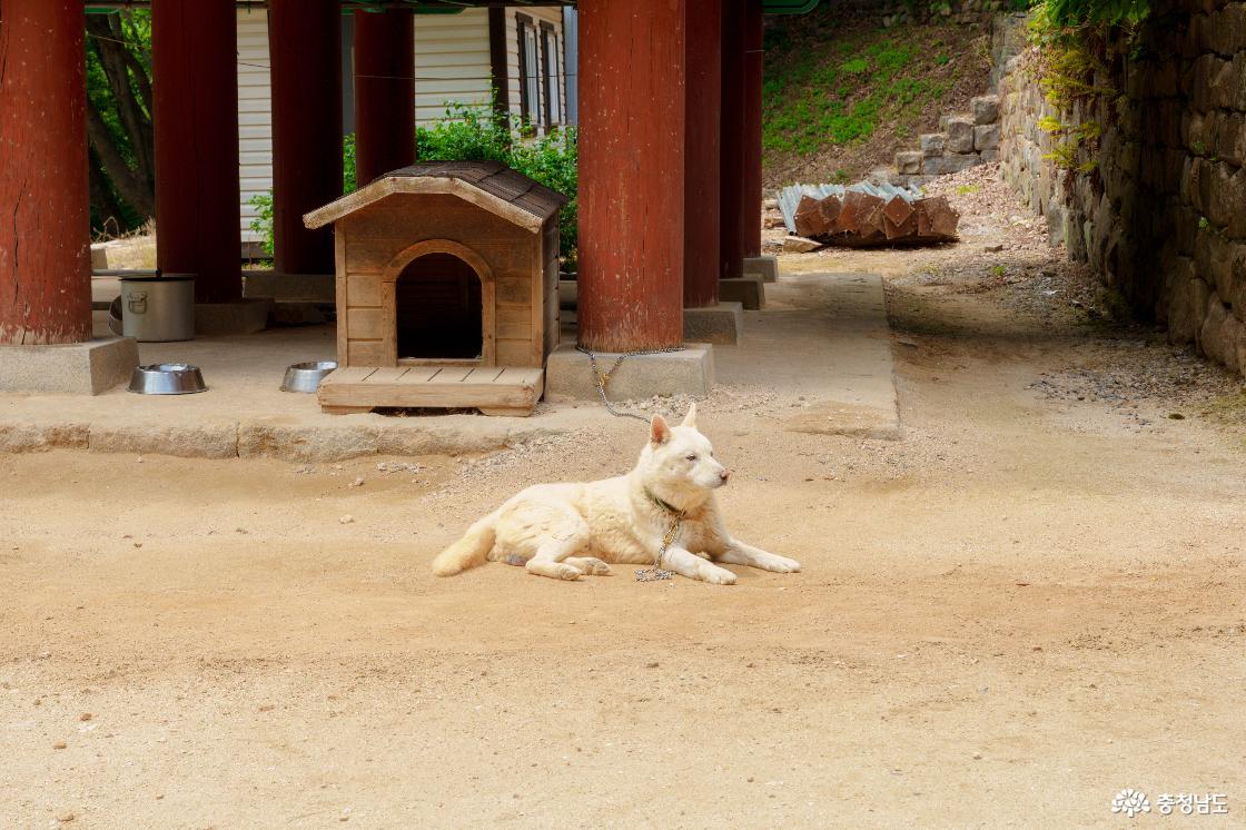 강아지