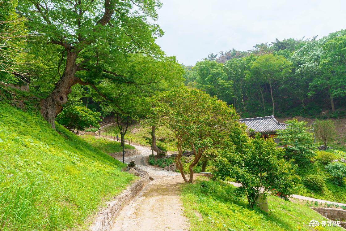 느티나무 아래로 이어지는 길