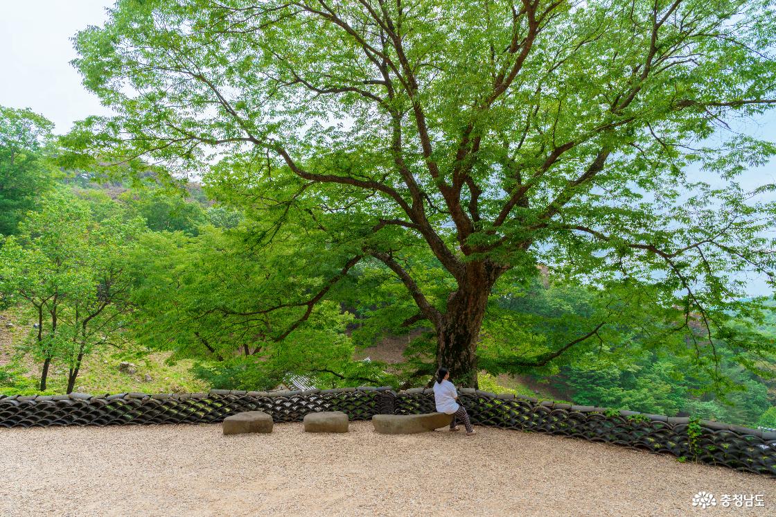 보호수 느티나무
