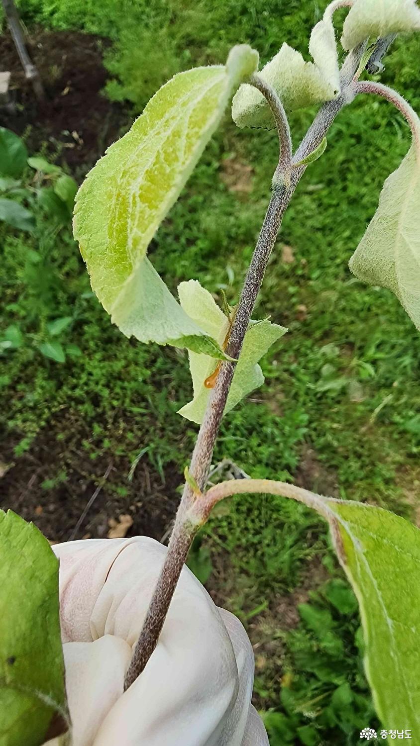 과수화상병 전방위 차단 총력 대응