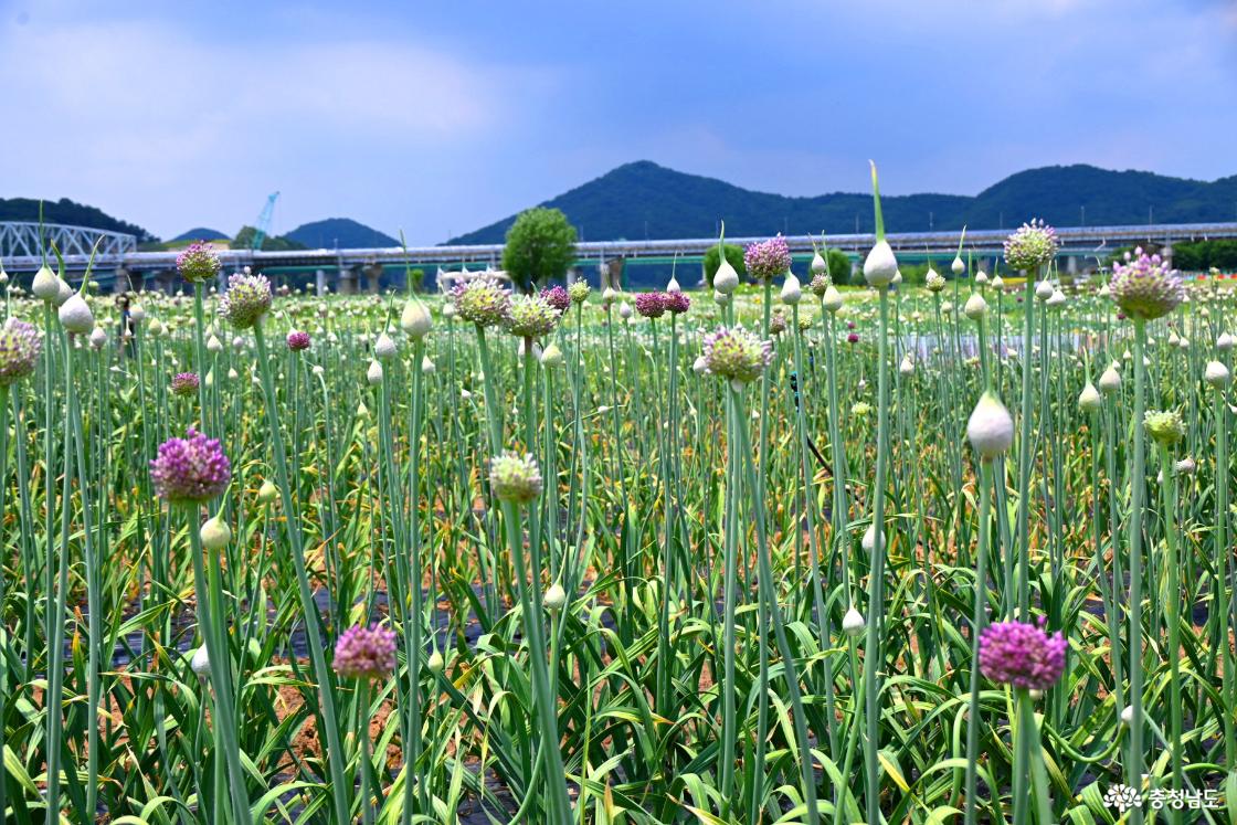공주 미르섬의 여름