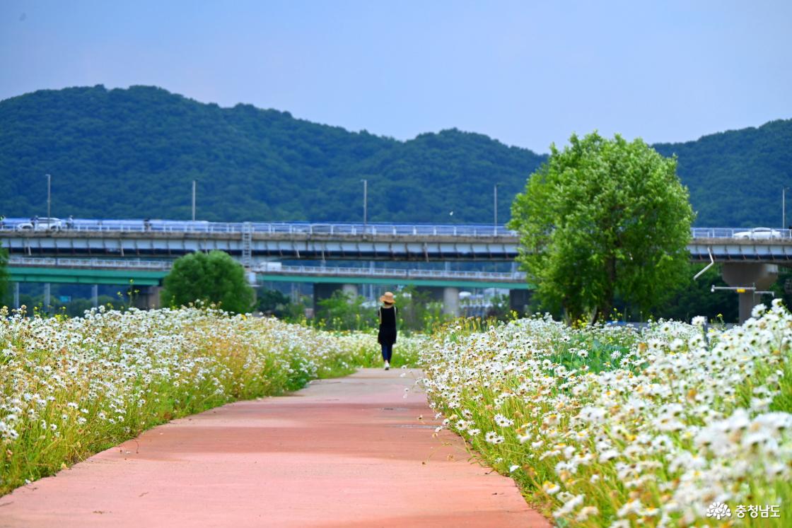 공주 미르섬의 여름