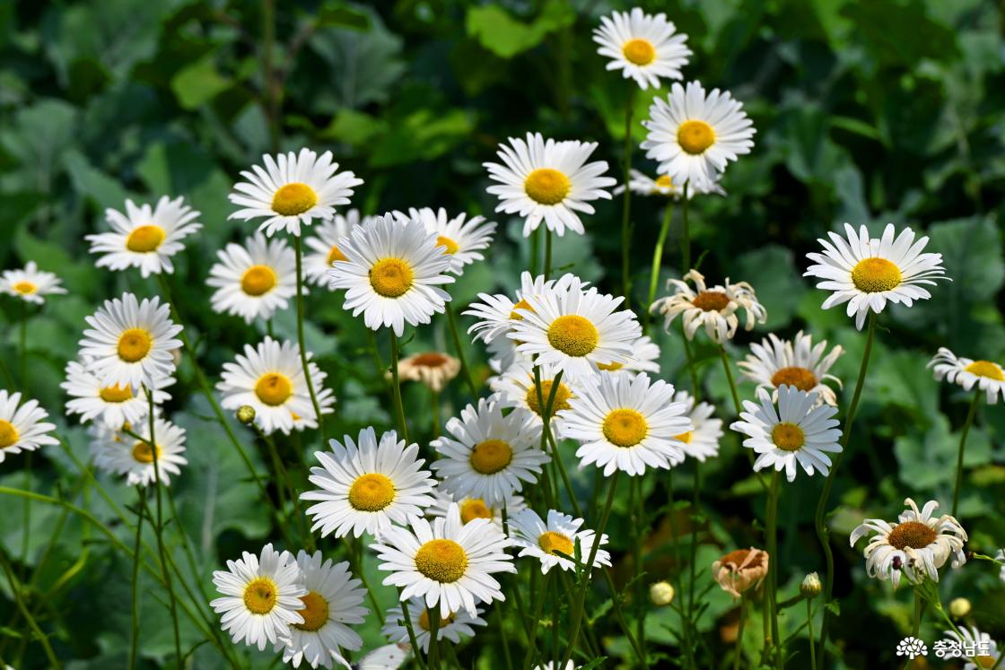 공주 미르섬의 여름