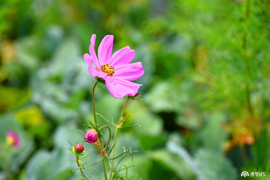 공주 미르섬의 여름
