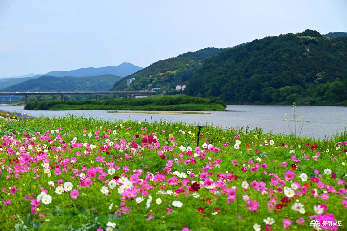 공주 미르섬의 여름