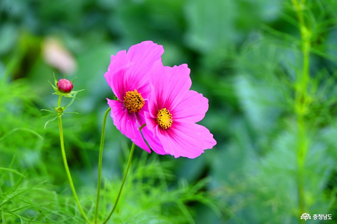 공주 미르섬의 여름