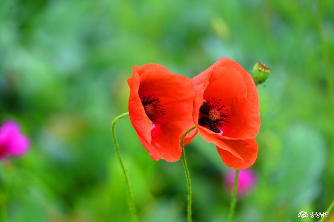 공주 미르섬의 여름