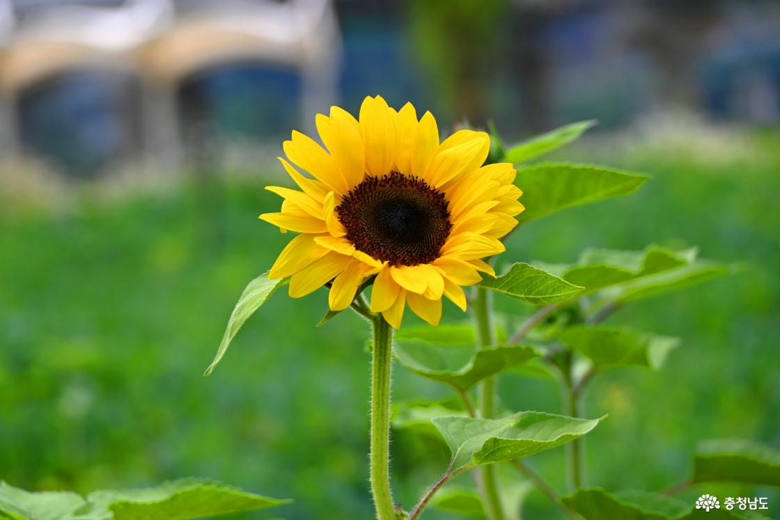 공주 미르섬의 여름