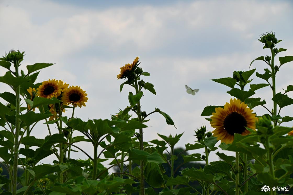 공주 미르섬의 여름