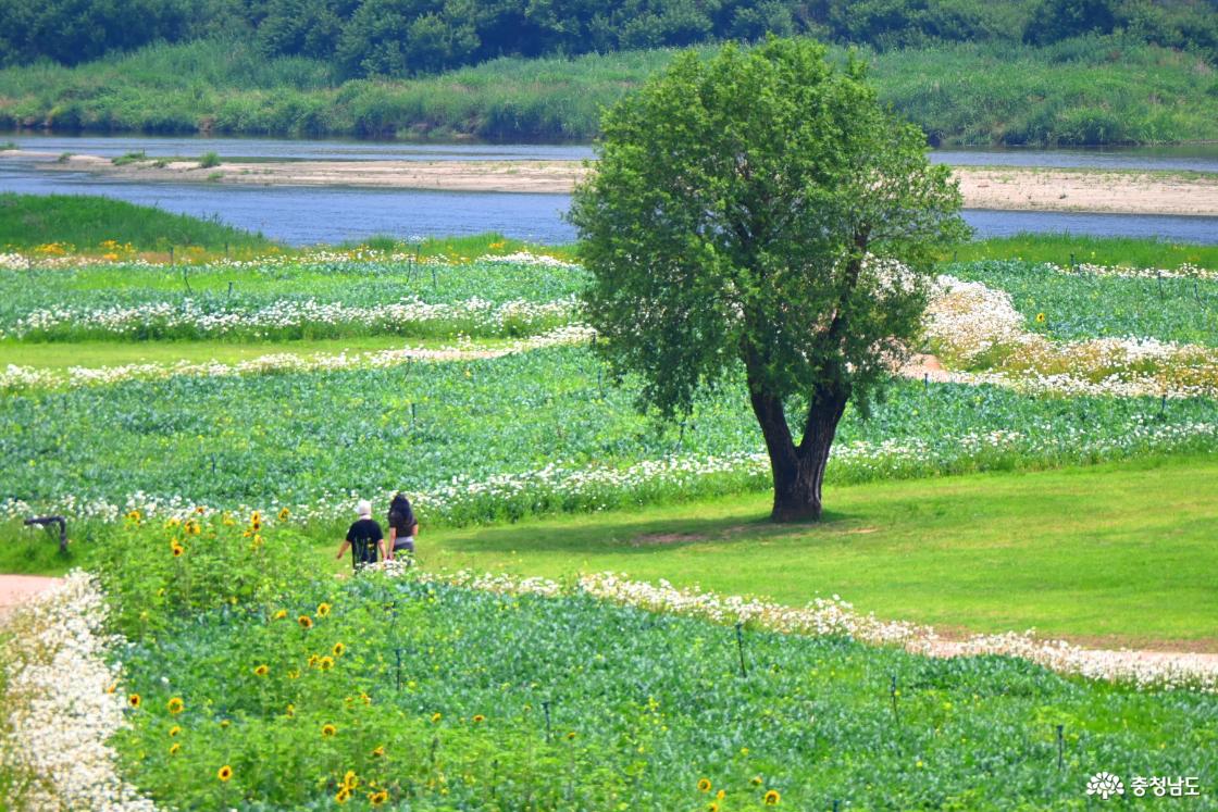 공주 미르섬의 여름