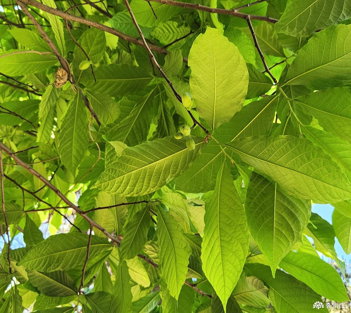 서산 성연면 김응화 대표의 농장에 매달린 어린 포포열매. 김 대표는 포포를 “망고와 바나나 맛이 나는 과일”이라고 소개했다.