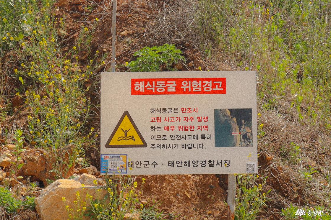 파도리