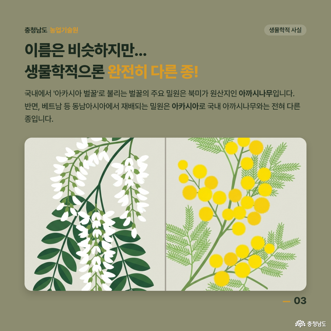 이름은 비슷하지만, 생물학적으론 완전히 다른 종! 국내에서 아카시아 벌꿀로 불리는 벌꿀의 주요 밀원은 북미가 원산지인 아까시나무입니다. 반면 베트남 등 동남아시아에서 재배되는 밀원은 아카시아로 국내 아까시나무와는 전혀 다른 종입니다.