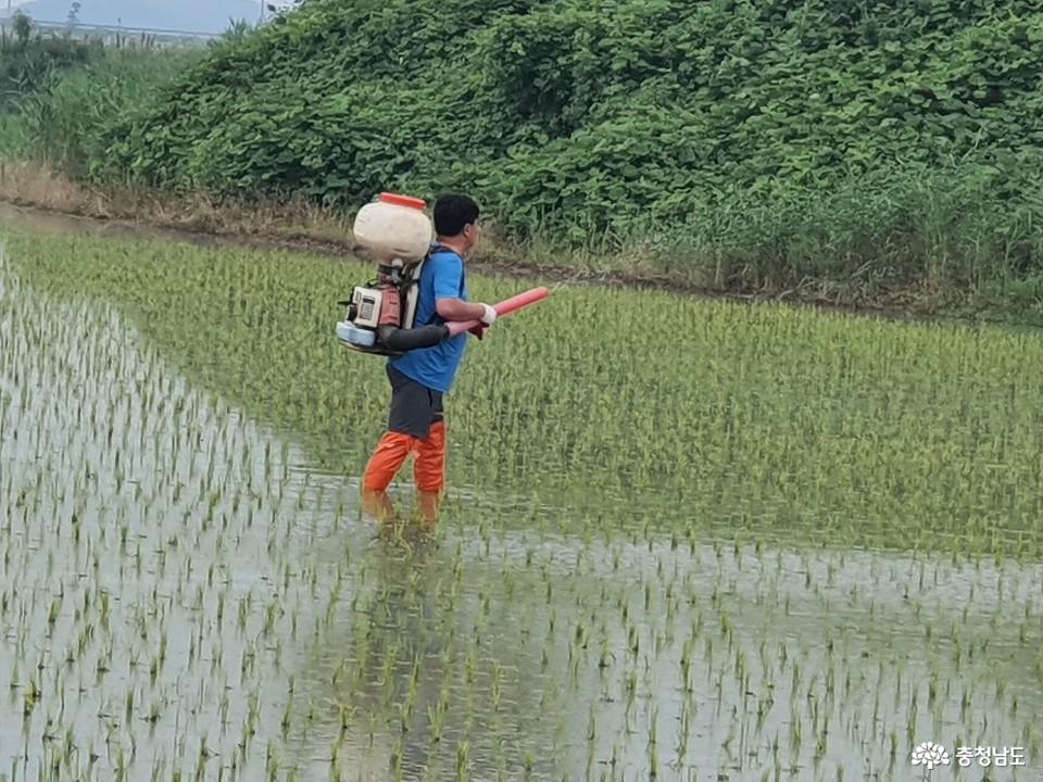 철새 먹이 경작지에서 비료를 살포하는 모습. 서산버드랜드는 천수만 철새들의 안정적인 먹이활동을 위해 관련 사업을 운영하고 있다.