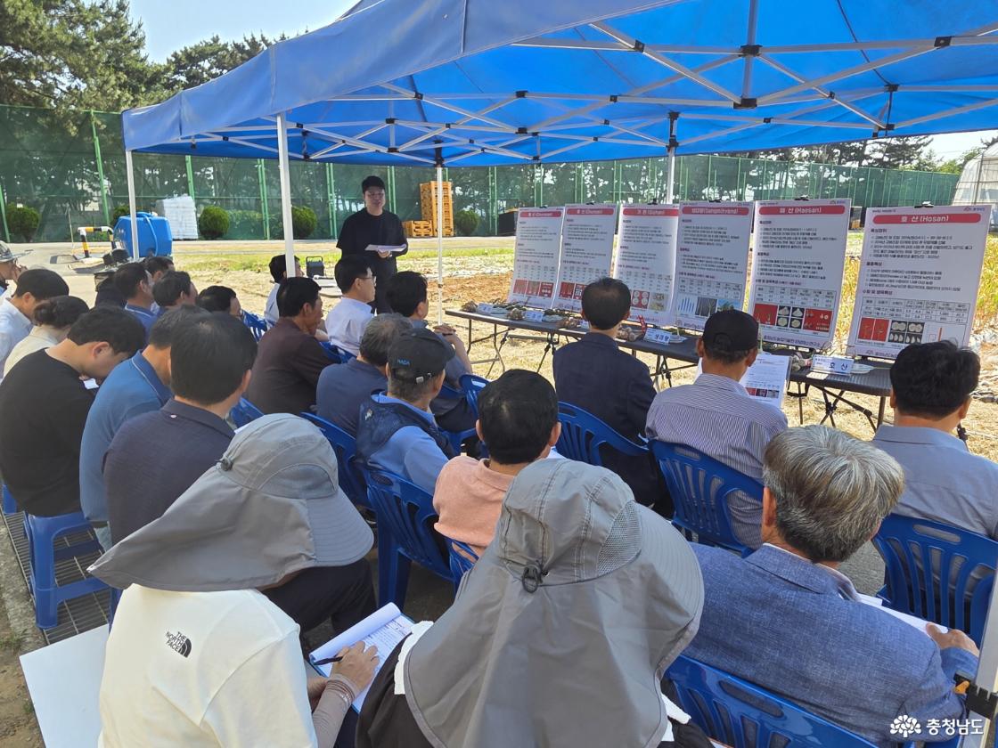 충남 육성 신품종 마늘, 현장 품평회서 호평