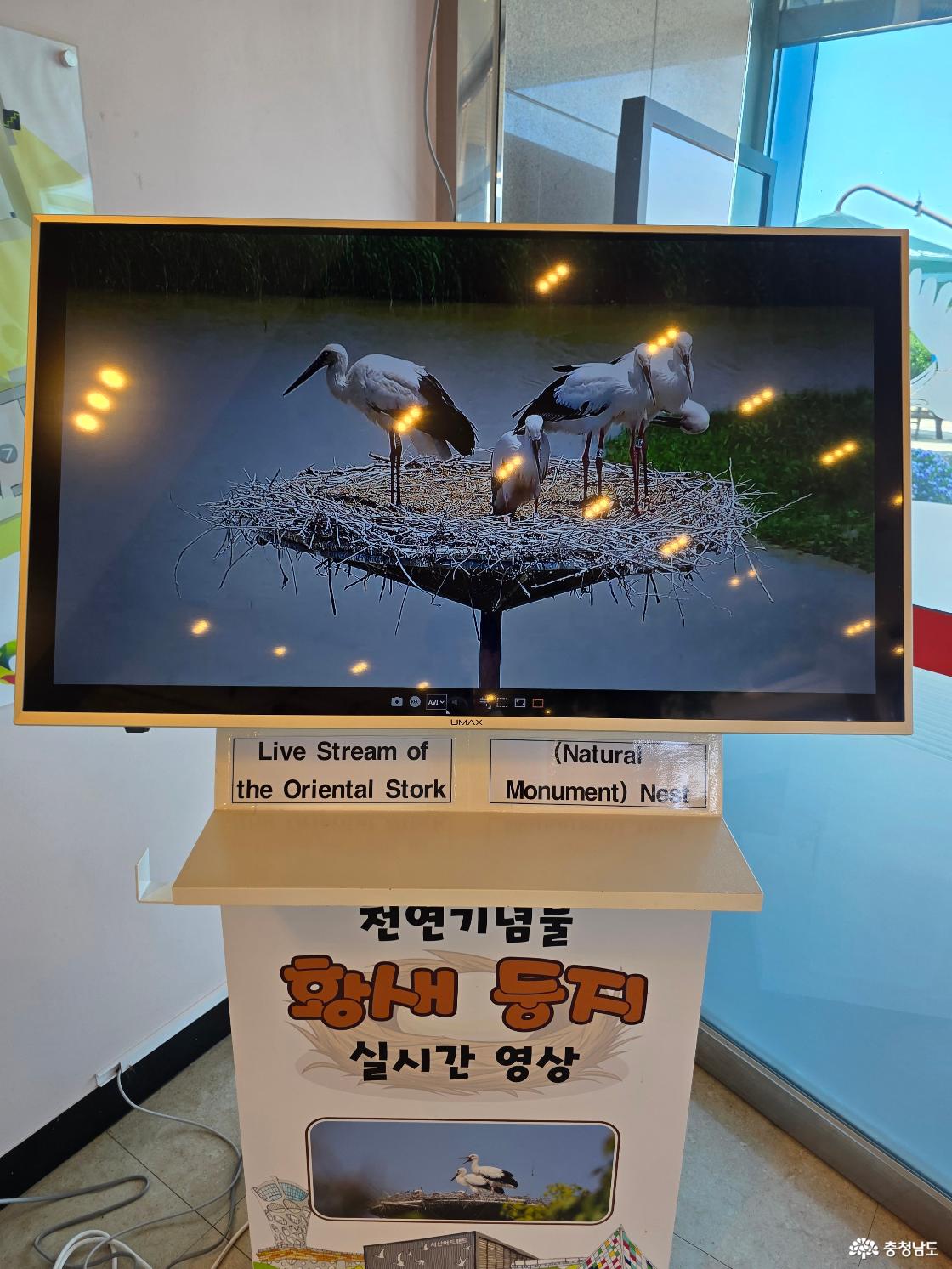 서산 버드랜드 황새 둥지 실시간 영상