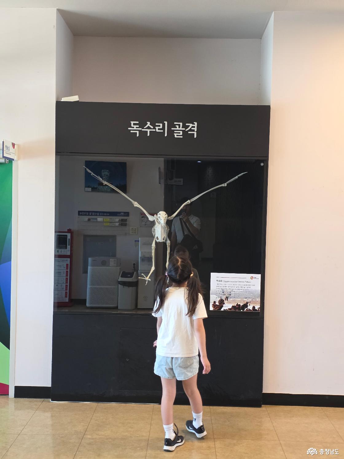 독수리 골격