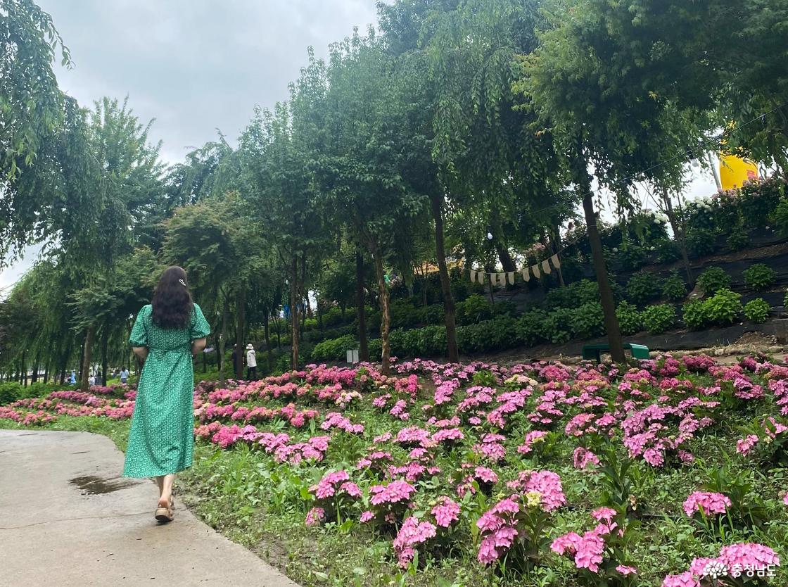 공주 유구 수국 축제