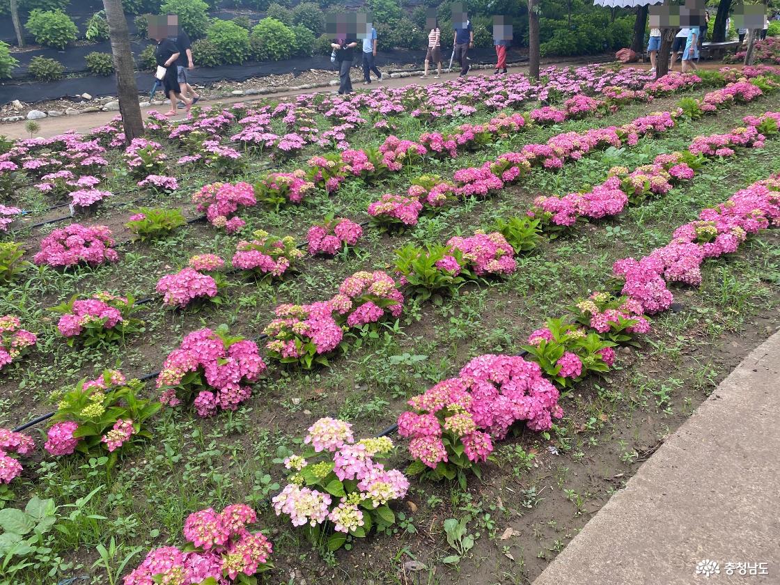 공주 유구수국정원 꽃축제2