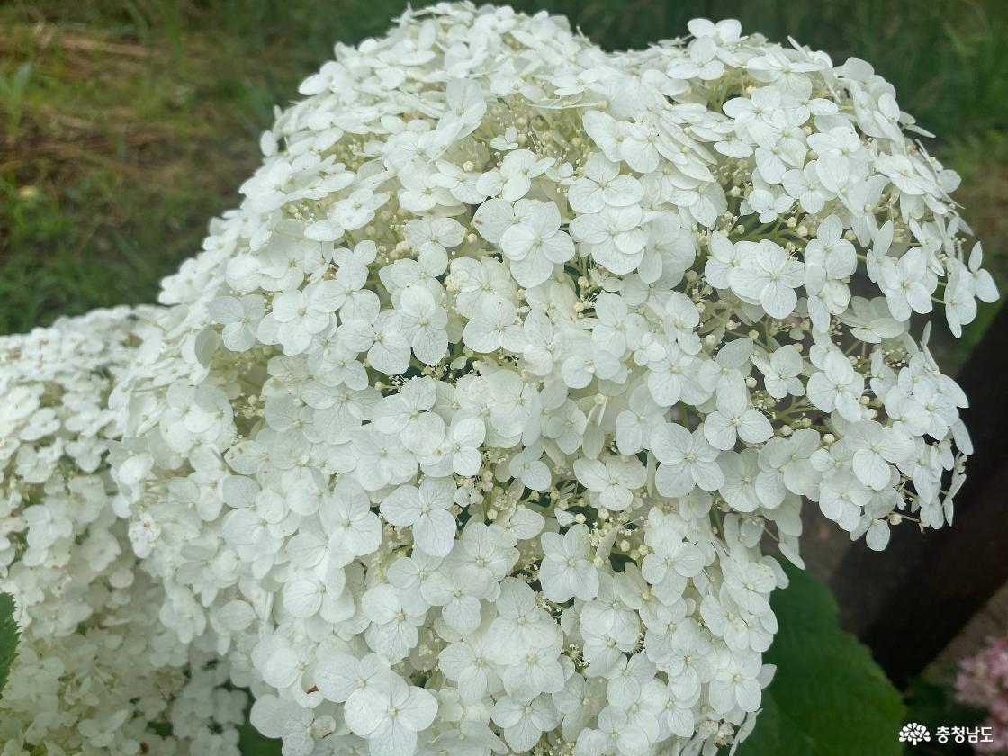 공주 유구수국정원 꽃축제8
