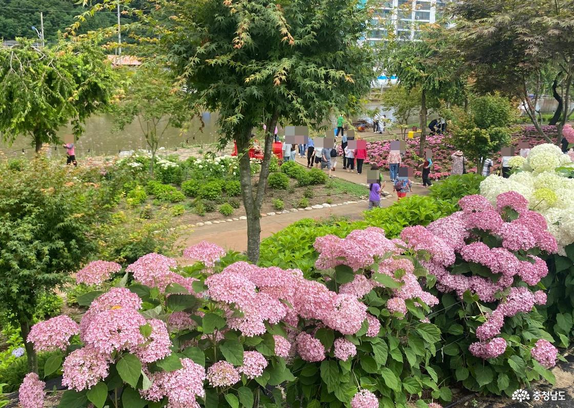 공주 유구수국정원 꽃축제13
