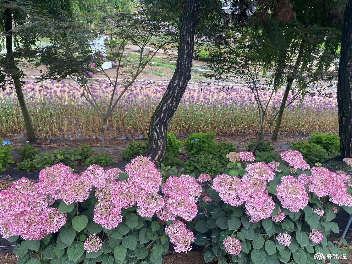 공주 유구수국정원 꽃축제21