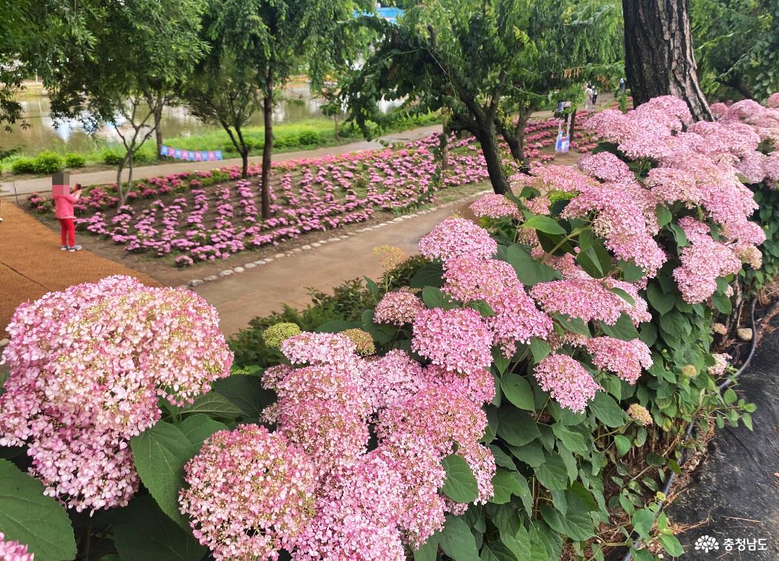 공주 유구수국정원 꽃축제22