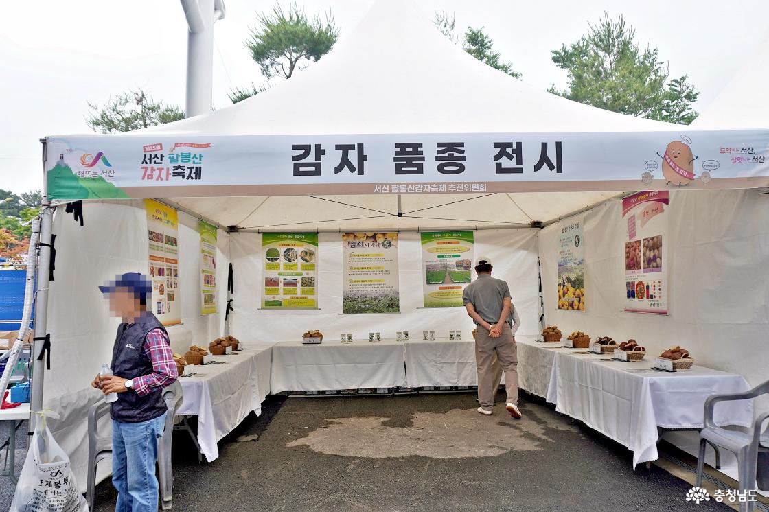 감자품종 전시