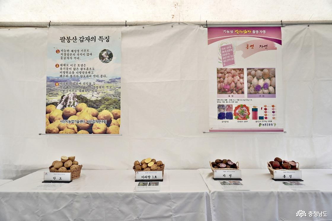 팔봉산감자의 특징