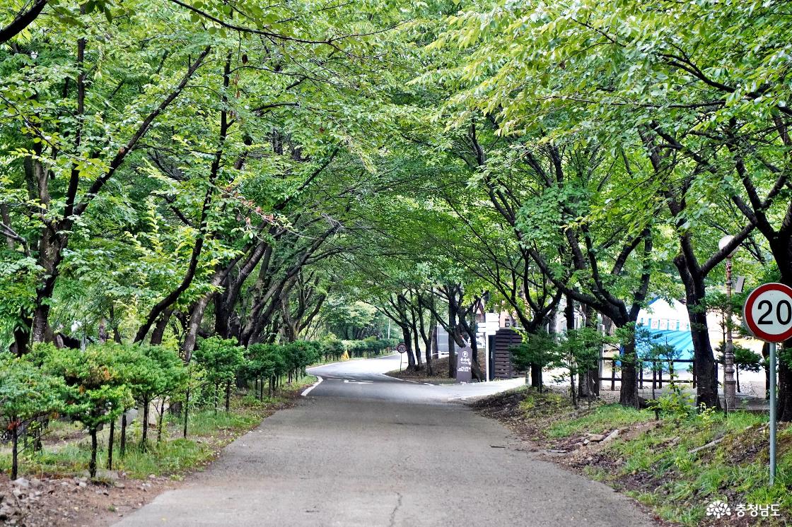 서산용현자연휴양림 초록으로 물든 초여름 풍경