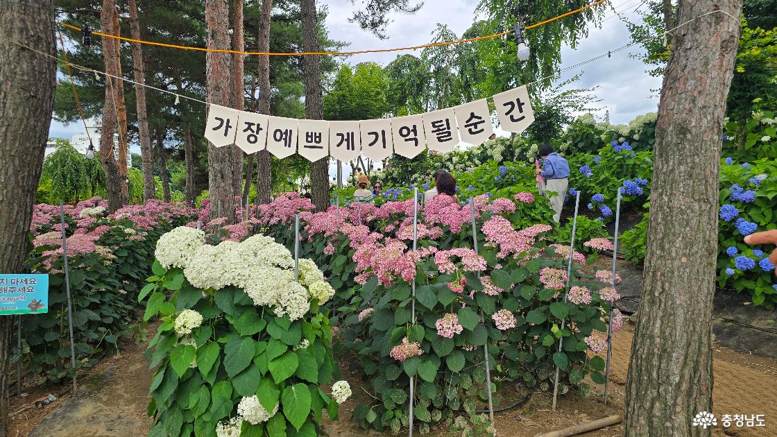 유구 숙국 축제장에 미리 가봤습니다. 수국이 만개하지 않았지만 꽃은 언제 봐도 좋습니다.