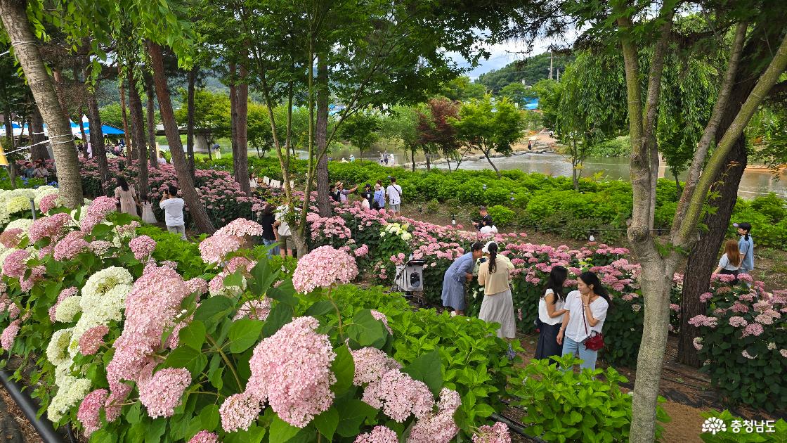 수국 꽃길이 환상적입니다.