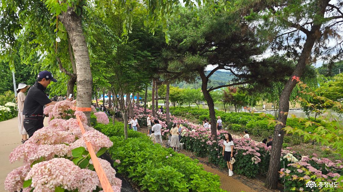 수국의 정원을 아직 개방하기도 전인데 사람들의 발길이 끊임없이 이어지네요.