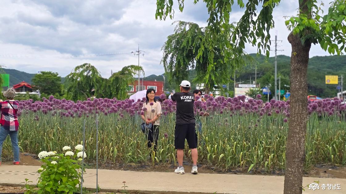 코끼리 마늘 꽃이랍니다. 최근 새롭게 각광받는 꽃입니다.