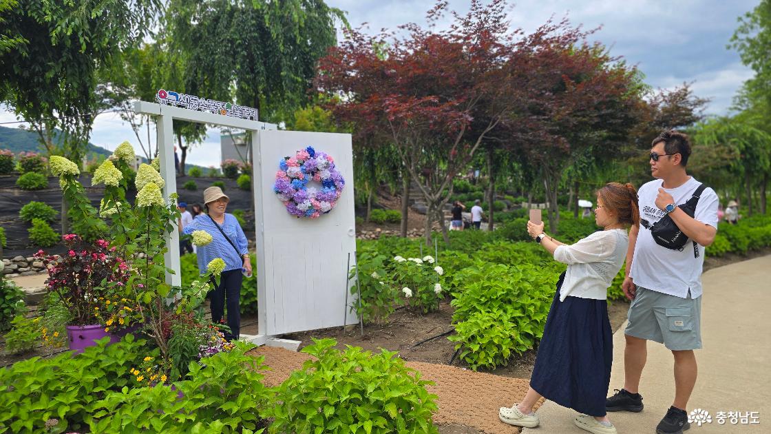 유구 수국 축제는 곳곳에 서로 다른 포토존을 만들어 꽃속 사진 명소입니다.