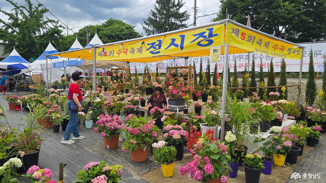 마을 사람들이 직접 재배한 수국 화분도 판매하고 있네요.