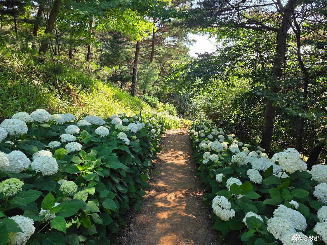 넓지 않은 수국길이여서 양산이나 우산은 접고 조심히 서로 지나가야한다.