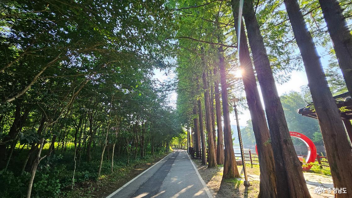 입암저수지 메타세쿼이아 가로수길 사진임