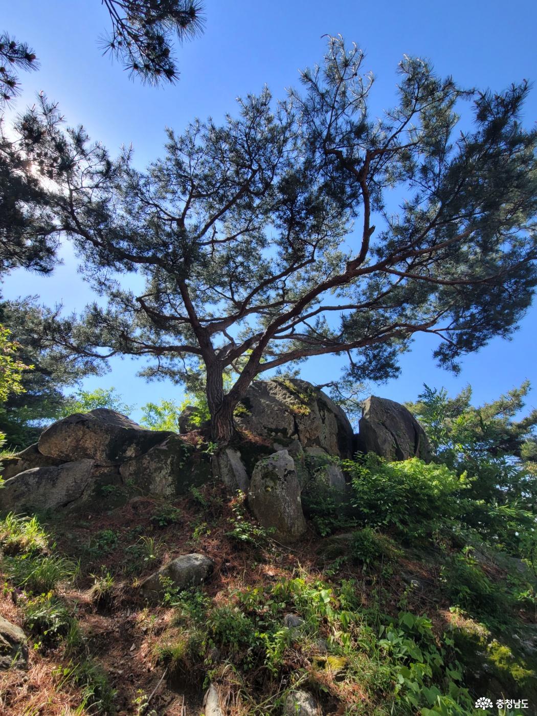부여 가림성 느티나무 (성흥산 사랑나무)