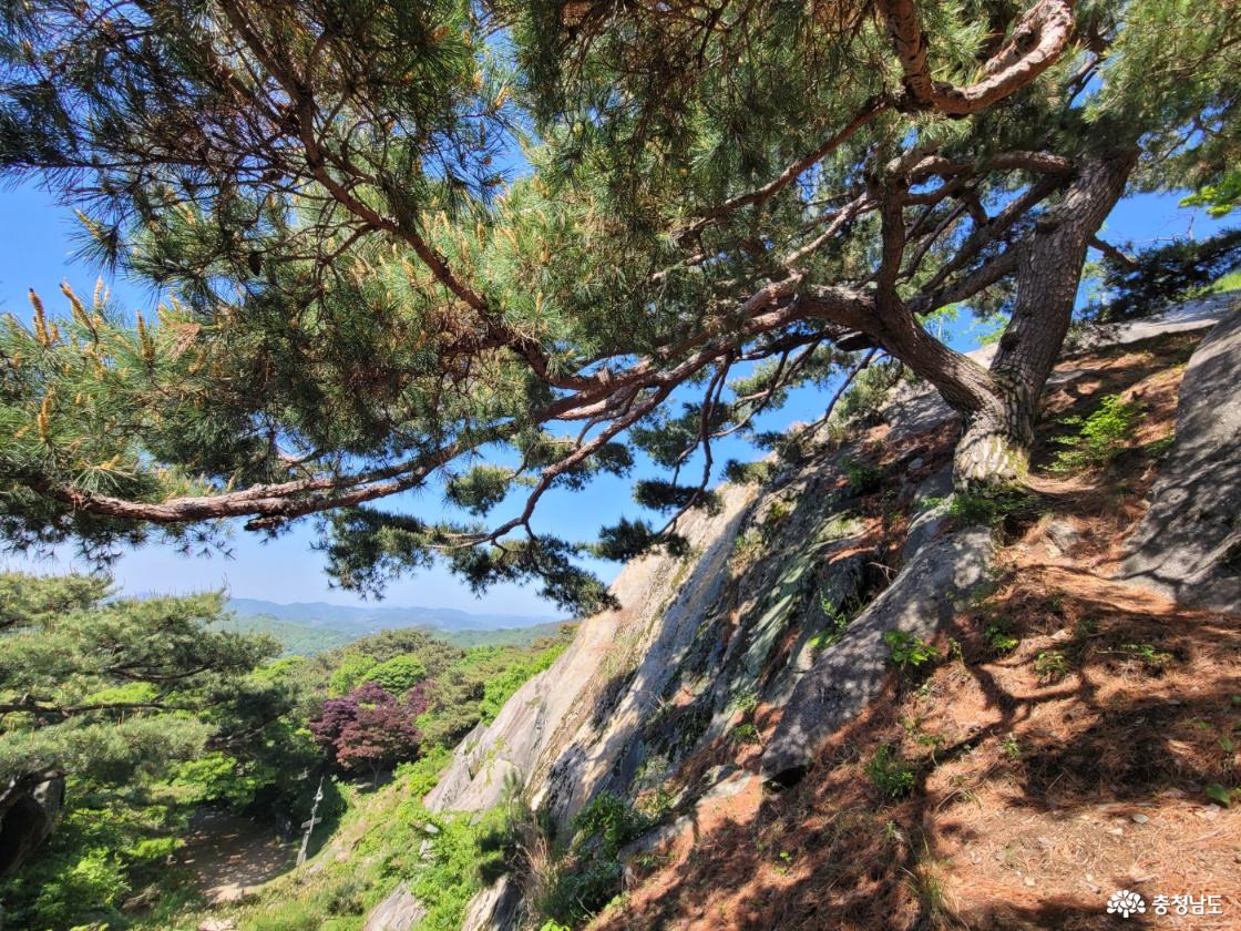 부여 가림성 느티나무 (성흥산 사랑나무)