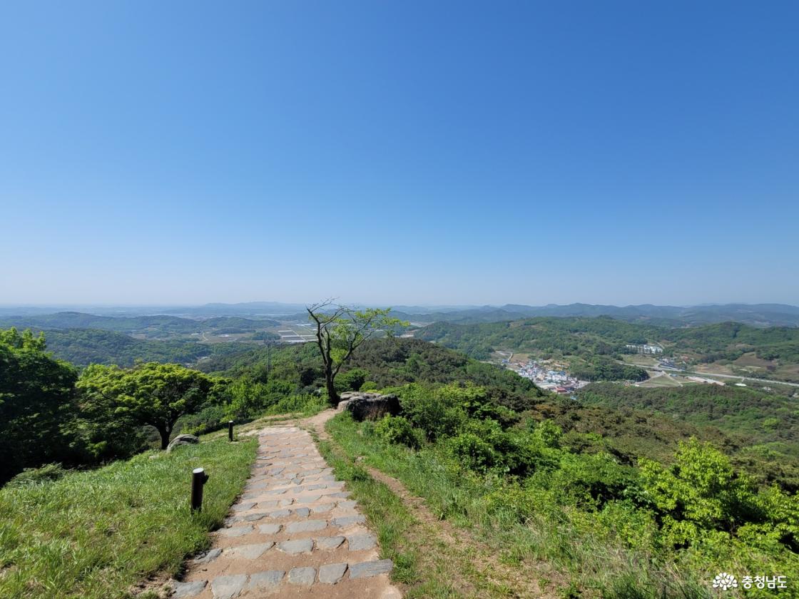 부여 가림성 느티나무 (성흥산 사랑나무)