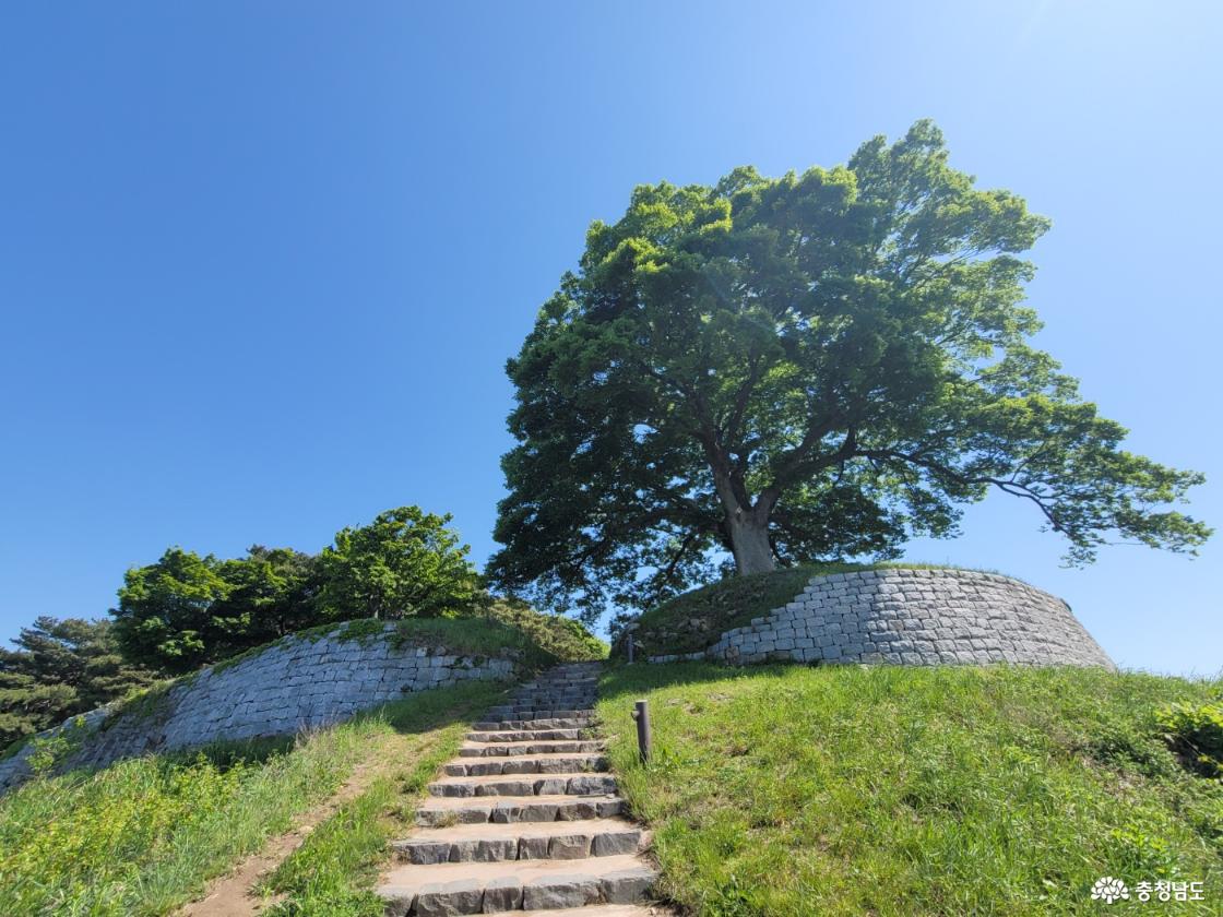 부여 가림성 느티나무 (성흥산 사랑나무)