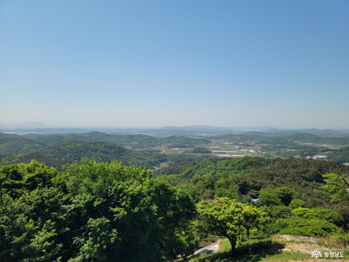 부여 가림성 느티나무 (성흥산 사랑나무)