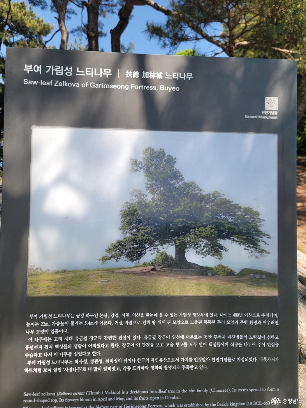 부여 가림성 느티나무 (성흥산 사랑나무)