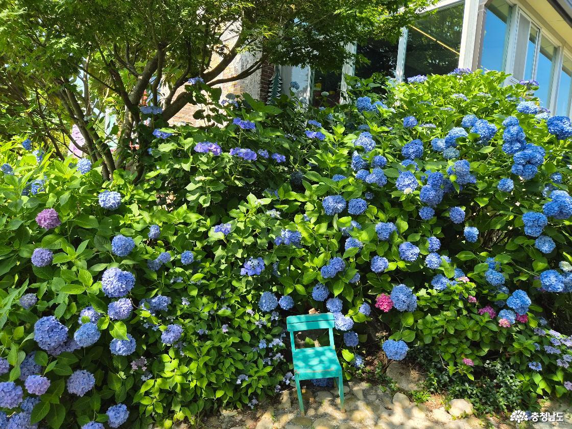 태안 수국명소