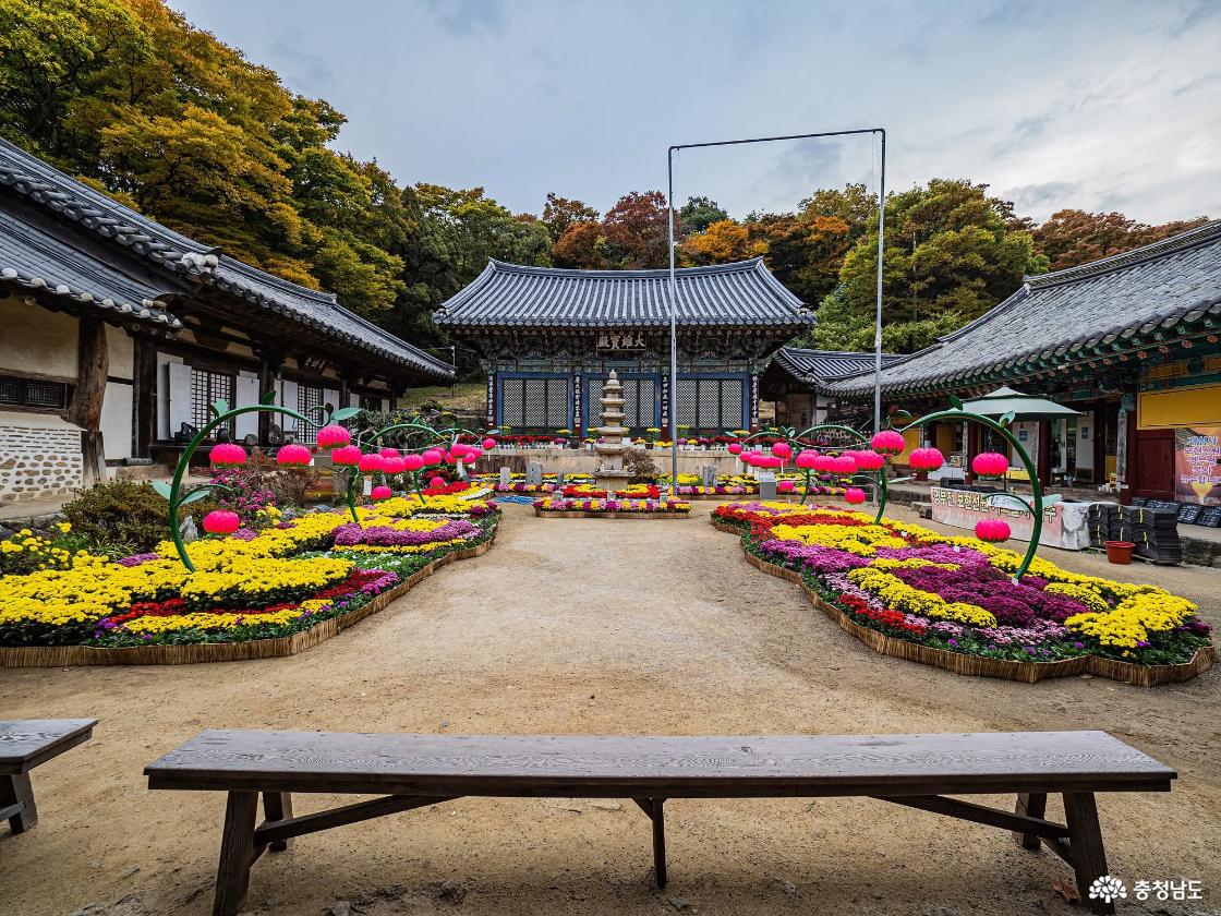 지난가을 국화축제 때의 개심사. 봄에는 벚꽃, 여름에는 깊은 그늘, 가을에는 국화가 절집의 오래된 처마와 어우러져 계절마다 다른 표정을 보여준다.